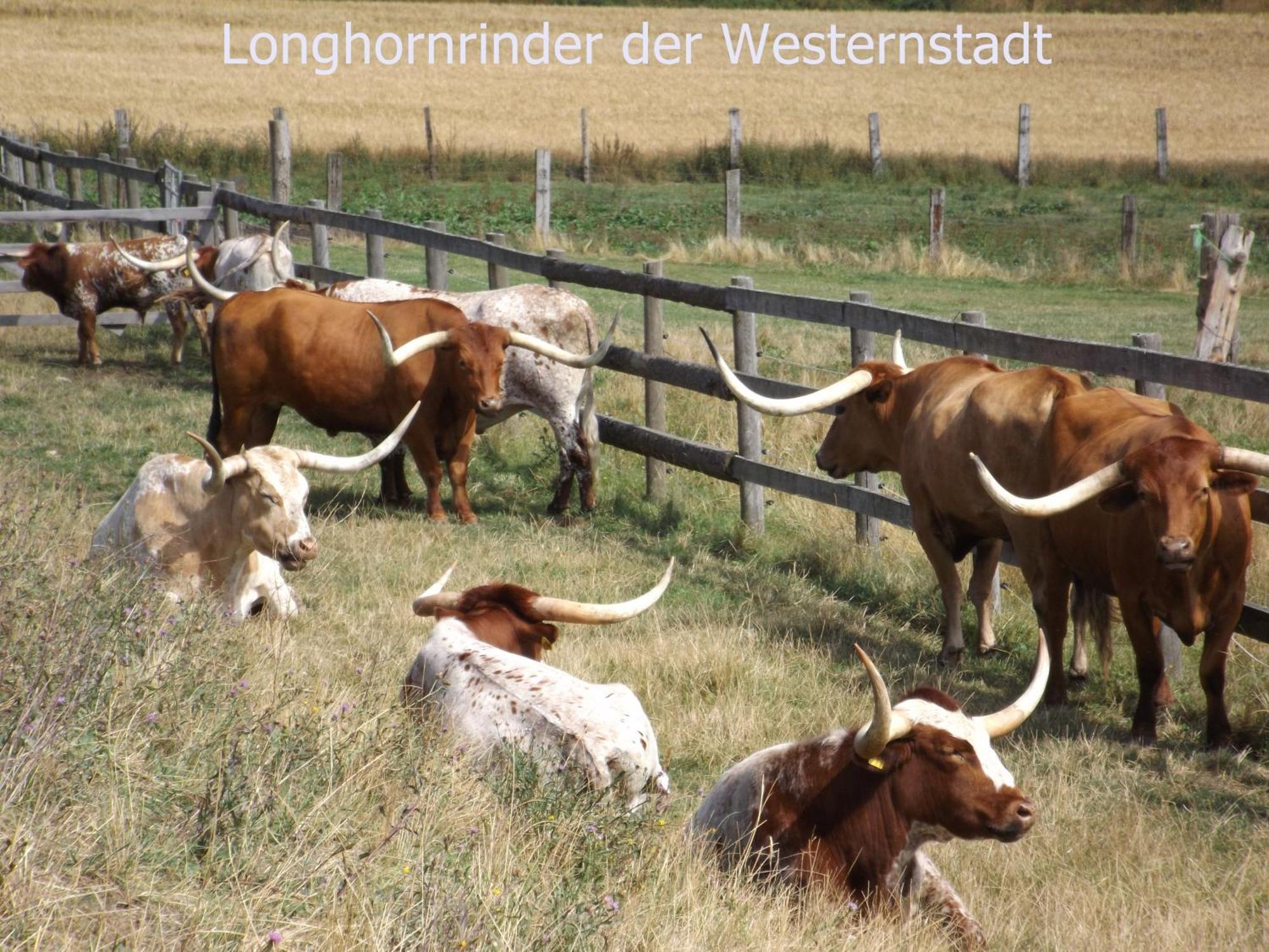 Harzhaus Wienrode Fewo Harzblick Esterno foto